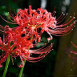 Meet your Posher, Azimi